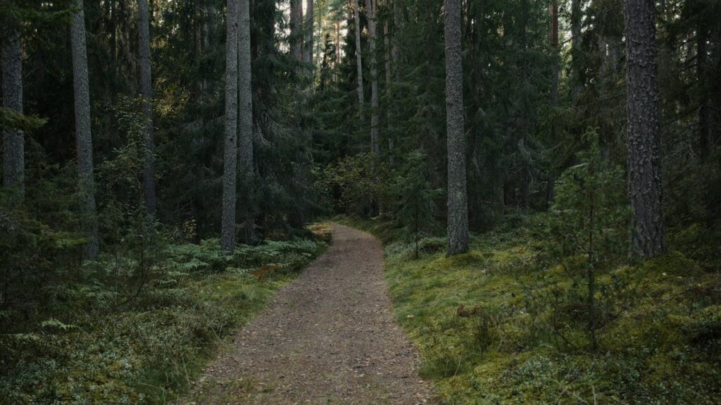 Natuur en bos